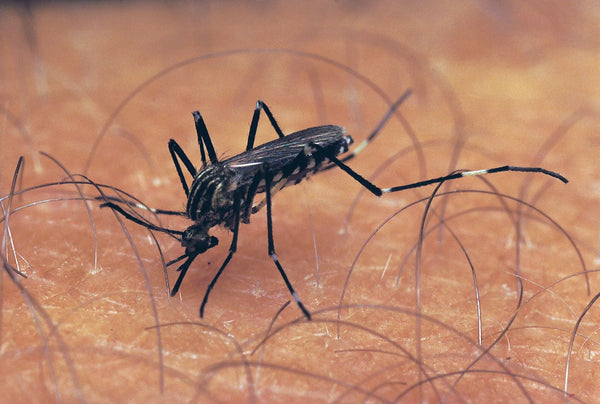 Sunscreen or bug repellent, which goes first?